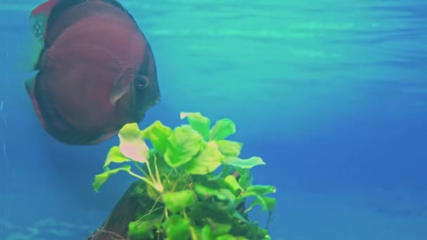Όμορφη Θέα Του Κόκκινου Εξωφύλλου Discus Ψάρια Κολύμπι Στο Ενυδρείο — Αρχείο Βίντεο