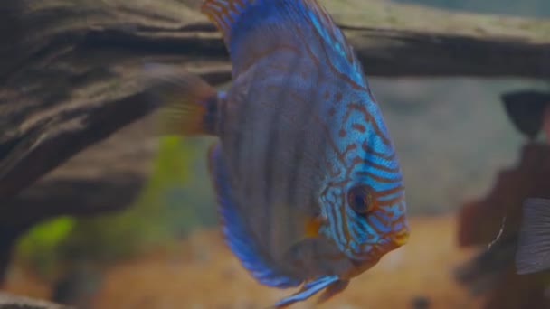 Close View Gorgeous Tiger Turks Discus Aquarium Fish Sweden — Stock Video