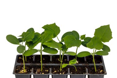 Plastik bardaklarda salatalık yetiştirirken yakın plan çekimde toprağa nakledilecek. İsveç.