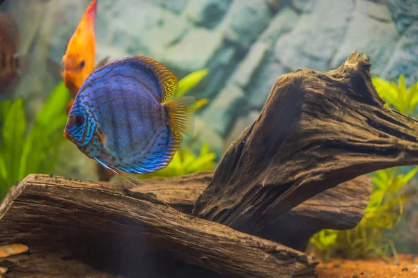 Akvaryumdaki Renkli Balık Diskinin Güzel Manzarası Sveç — Stok fotoğraf