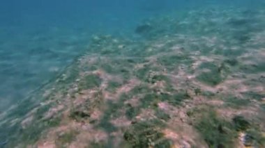 Büyük taşlar ve renkli balıklarla şnorkelle yüzerken deniz tabanının güzel manzarası. Yunanistan.