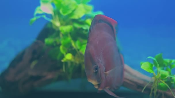 水族館でのレッドカバーディスク魚の水泳のビュー スウェーデン — ストック動画