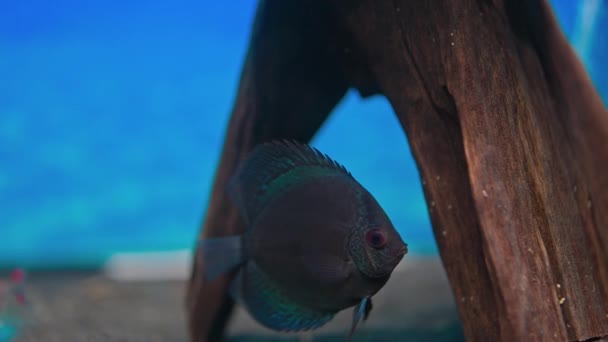 Zicht Van Dichtbij Blauwe Slangenhuid Discus Vissen Cichlide Zwemmen Aquarium — Stockvideo
