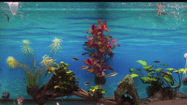美丽的家庭淡水水族馆与鱼的景色 — 图库视频影像