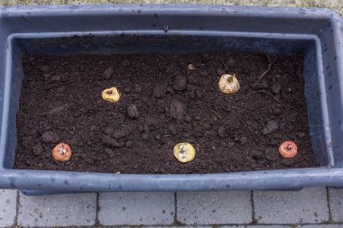 Çiçek tarlasında dikilen gladiolus ampullerinin yakın görüntüsü. İsveç. 
