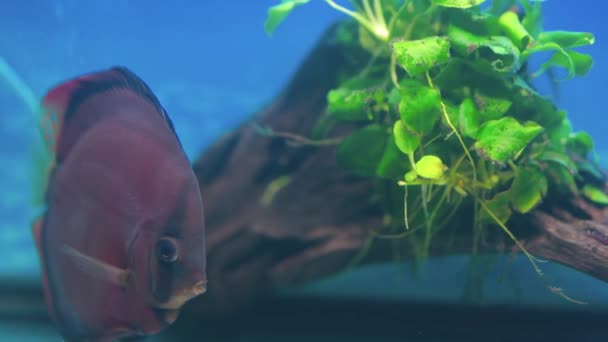 Beautiful View Red Cover Discus Fish Swimming Aquarium Sweden — Vídeo de stock
