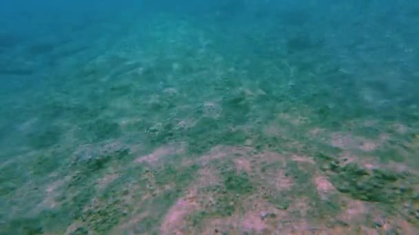 サンゴやカラフルな魚をシュノーケリングしながらの美しい景色 ギリシャ — ストック動画