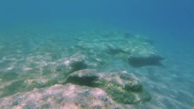 Şnorkelle yüzerken Akdeniz 'in sualtı dünyası manzarası. Yunanistan.