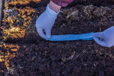 Baharda palet yakasında kağıt bant üzerine turp tohumu ekme görüntüsü. İsveç.