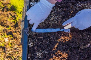 Kadın, önceden hazırlanmış tohumları kağıt şeritte ekiyor..
