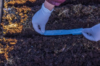 İlkbaharda palet yakasındaki kağıt bantlara tohum ekme görüntüsünü kapat. İsveç.