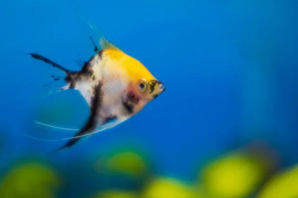 Renkli Melek Balığıyla Akvaryum Manzarasını Kapat — Stok fotoğraf