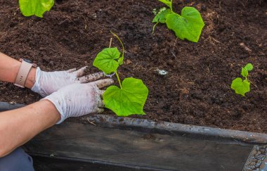 Seradaki bahçe yatağına salatalık tohumu eken kadın ellerini yakından görebiliriz. Bahçe işleri konsepti. İsveç.