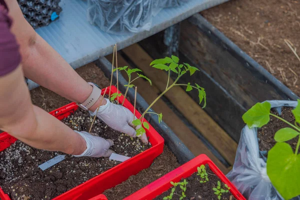 Vista Cerca Las Manos Mujer Sacando Planta Tomate Para Plantar — Foto de Stock