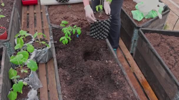 Kvinna Plantera Tomatplantor Från Airpots Till Trädgårdssängar Växthus Sverige — Stockvideo