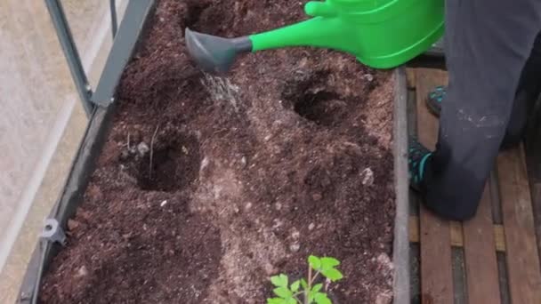 温室内の庭のベッドにトマトの苗を植えるための散水穴のビューを閉じます スウェーデン — ストック動画