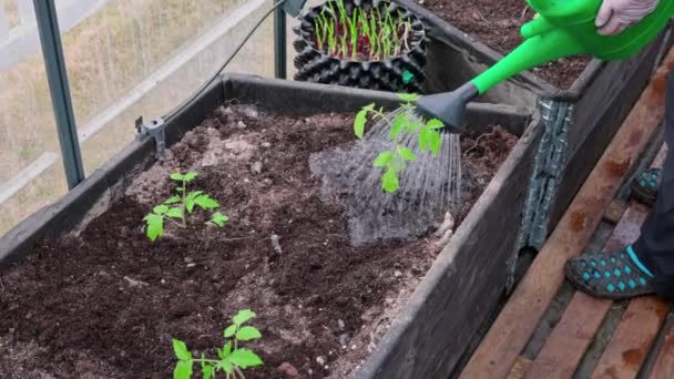 Vista Perto Das Mudas Tomate Regadas Plantadas Estufa Conceito Jardinagem — Vídeo de Stock
