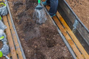 Sulama suyundan gelen su ile yatakların hazırlanma görüntüsü domates tohumları ekmek için yataklardaki çukurları derinleştiriyor. İsveç.