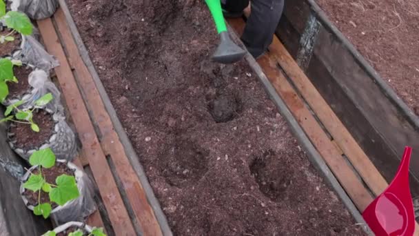 Vattning Trädgårdsbädd Innan Planterar Gurkväxter Till Växthus Sverige — Stockvideo
