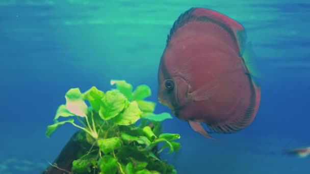 Close Zicht Red Cover Discus Vissen Zwemmen Het Aquarium Zweden — Stockvideo