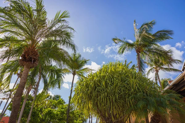 Close up view of tops of palms and other tropical trees against blue sky with white clouds. Aruba.