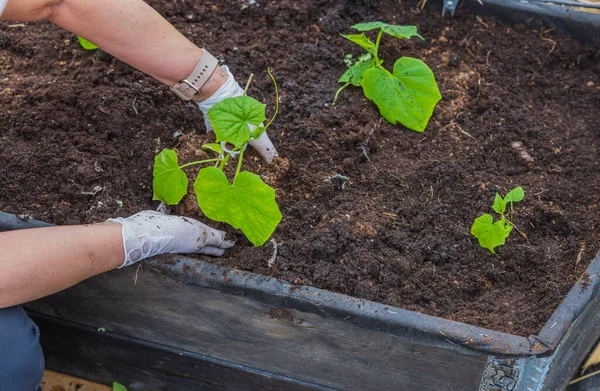 女性的手在温室的花园床上种植黄瓜幼苗 园艺概念 — 图库照片