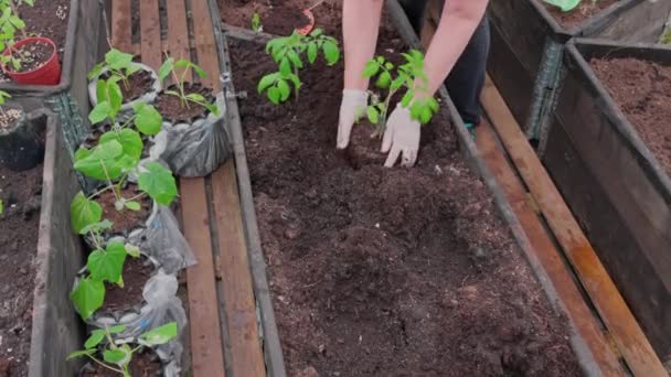温室内の庭のベッドの上にトマトの苗を植える女性の見解を閉じます スウェーデン — ストック動画