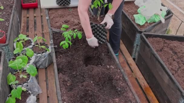 View Woman Planting Tomato Plants Air Pots Out Garden Beds — Stock Video