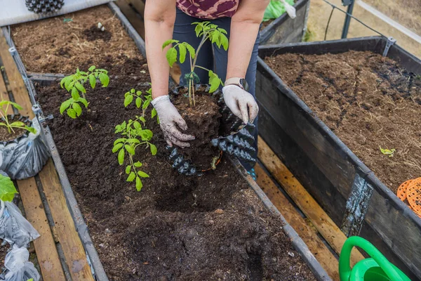 Nahaufnahme Einer Frau Die Tomatenpflanzen Von Flugzeugen Bis Hin Gartenbeeten — Stockfoto
