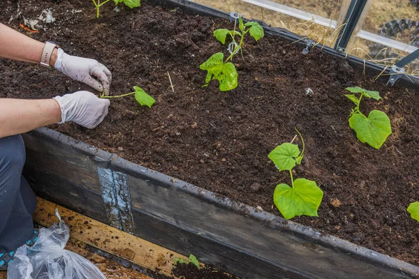 Salatalık eken adamın seradaki bahçe yataklarına bakışı. İsveç. 