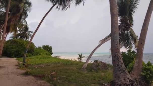 美丽的海岸线 海水昏暗 海草和棕榈树 清澈碧绿的海水遥不可及 马尔代夫 印度洋 — 图库视频影像