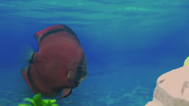 Close View Red Cover Discus Fish Swimming Aquarium Sweden — Vídeos de Stock