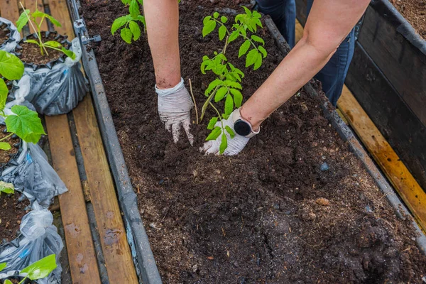 女性双手种植番茄幼苗的近照 — 图库照片