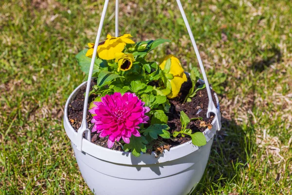 stock image Macro view of hanging basket with yellow-purple pansies and asters. Sweden.