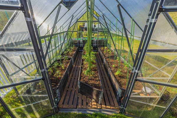 Beautiful view of open greenhouse equipped with wooden floor with planted tomatoes and cucumbers with automatic watering system. Sweden.