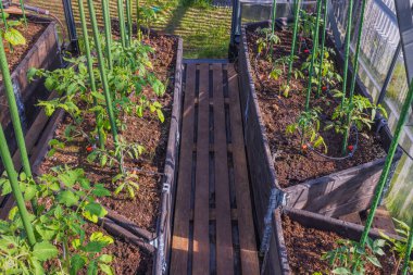 Seradaki genç domates bitkilerinin yakın görüntüsü. Bahçe işleri konsepti. İsveç
