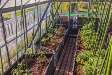 Otomatik sulama sistemiyle büyüyen domatesli sera manzarası. İsveç.