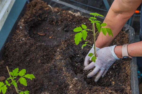 stock image Close up view of female hands planting tomato seedlings on garden bed in greenhouse. 