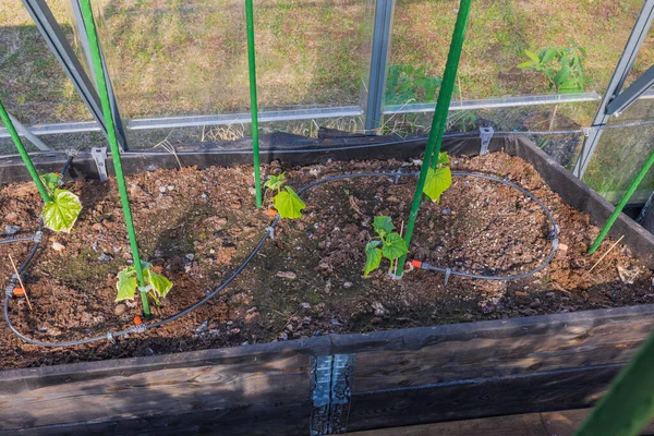 キュウリの苗を育てる温室の庭のベッドでの自動散水のクローズアップビュー — ストック写真