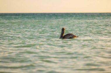 Atlantik okyanusu yüzeyindeki pelikan manzarası çok güzel. Aruba. 