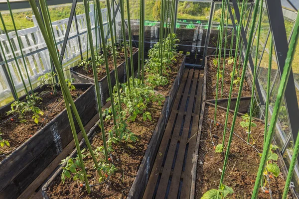 植えられたトマトと自動散水とキュウリの苗で温室の内部のクローズアップビュー スウェーデン — ストック写真