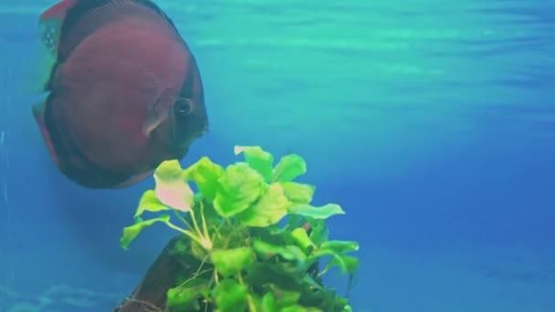 Vista Cerca Los Peces Disco Red Cover Nadando Acuario Países — Vídeos de Stock