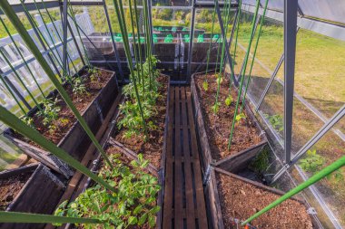 Domatesli ve salatalıklı sera manzarası. İsveç.