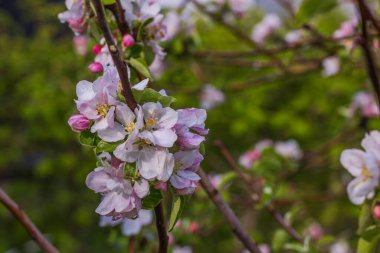 İlkbaharda çiçek açan elma ağacının yağmur damlalarıyla dolu Macro manzarası. 