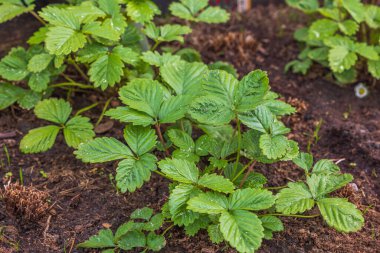 Çiçekli çilek bitkisinin yakın görüntüsü.