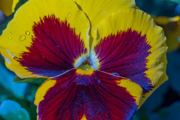 雨滴黄色紫色のパンジーの花のマクロビュー — ストック写真
