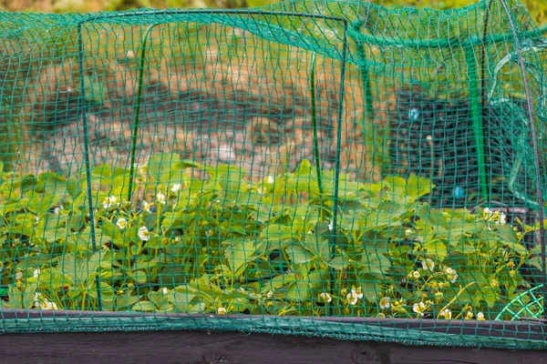 鳥ネットとパレット襟でイチゴ栽培と庭のプロットのビューを閉じます スウェーデン — ストック写真