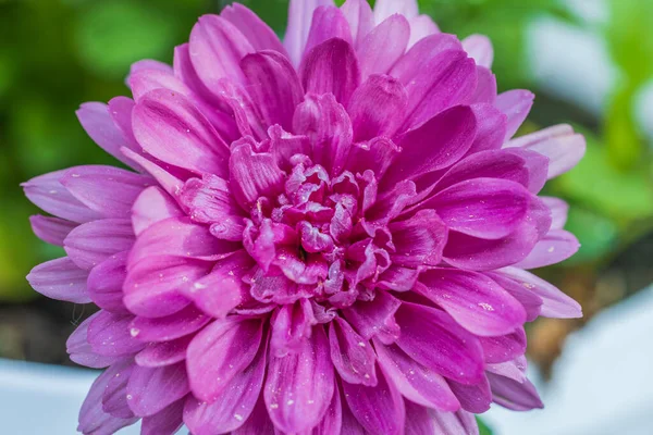 Macro View Pink Chrysanthemum Flower Isolated — Stock Photo, Image