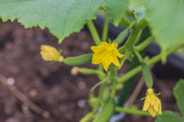 Çiçek açan bitkilerdeki küçük salatalıkların yakın çekim görüntüsü. 