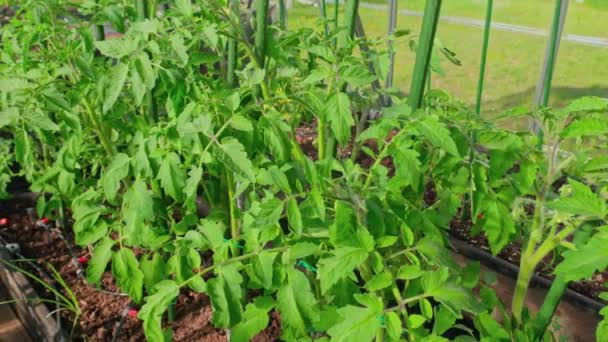 Close Zicht Tomatenplanten Kas Uitgerust Met Besproeiingssysteem — Stockvideo
